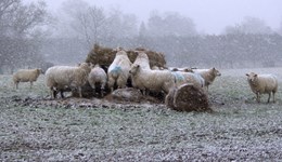 Sheep systems for the future: Reducing wintering costs